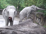 Die linker olifant trakteerde pappa op de inhoud van zijn slurf